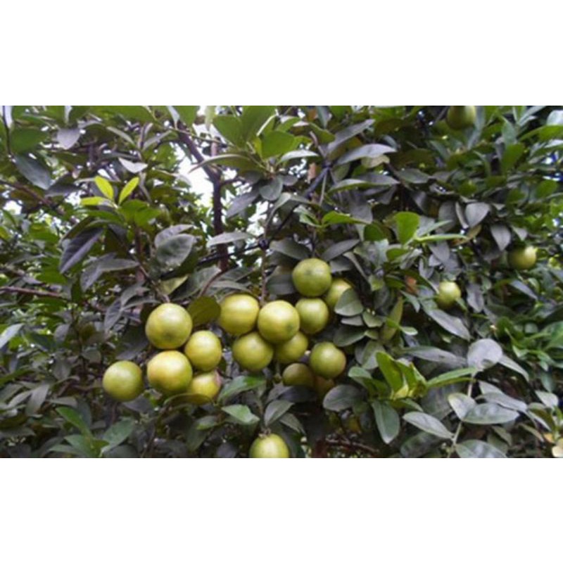 CÂY GIỐNG CHANH ĐÀO (SIÊU SỚM) (cây giống siêu sớm có bảo hành )