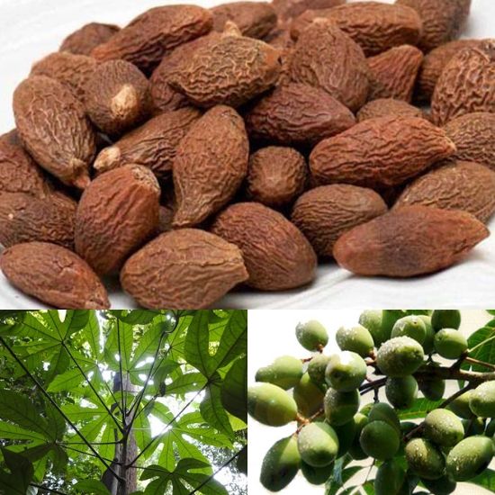 1 Kg Hạt Đười Ươi Phan Rang Siêu Ngon