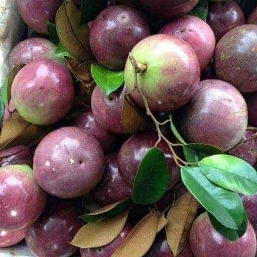 CÂY VÚ SỮA MICA (thơm ngon, vỏ mỏng)