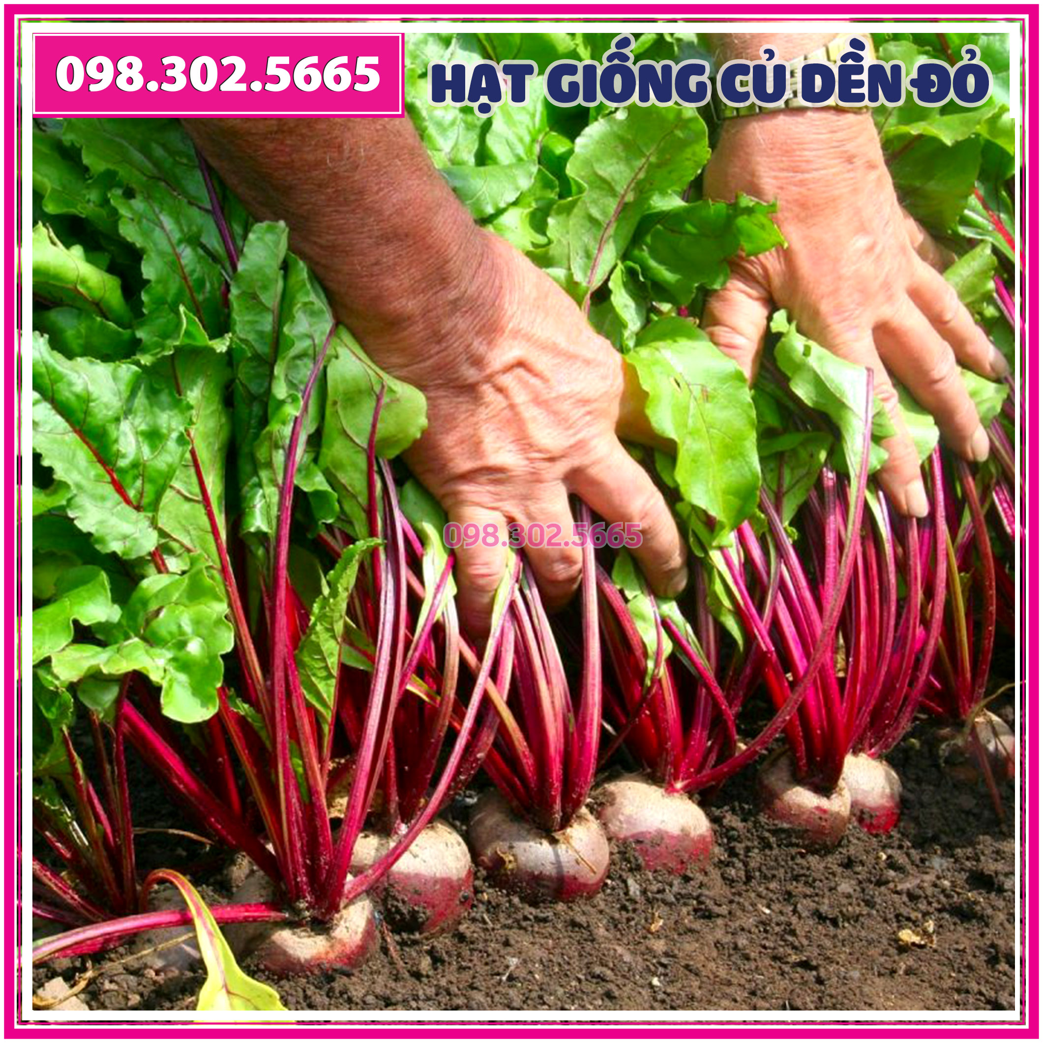 Hạt giống củ dền đỏ F1 gói 5gam