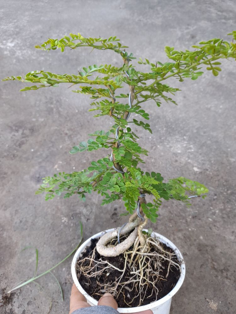 Chậu cây bonsai mini cần thăng