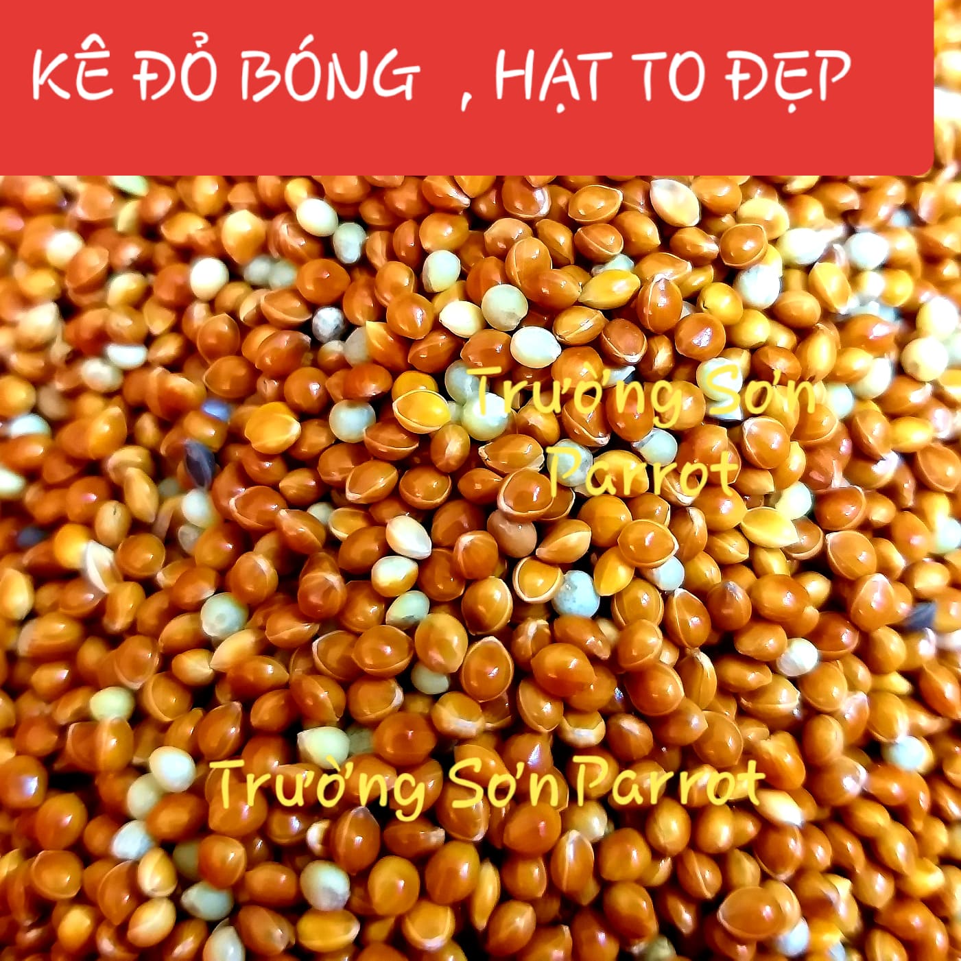 KÊ ĐỎ, KÊ VÀNG gói 500g