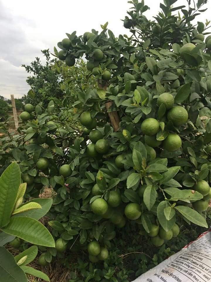 Cây Giống Chanh bắc (siêu sớm có bảo hành)