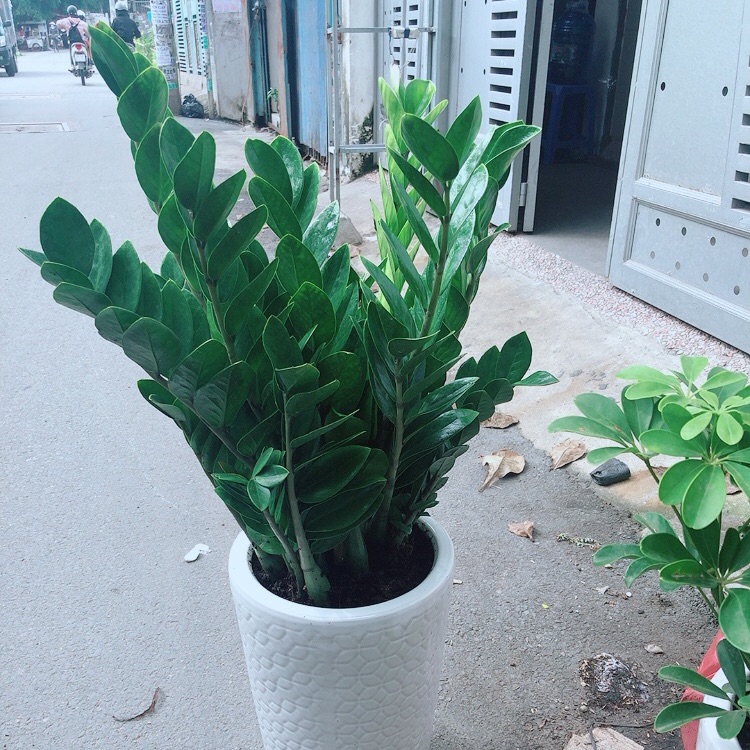 Chậu kim tiền size đại