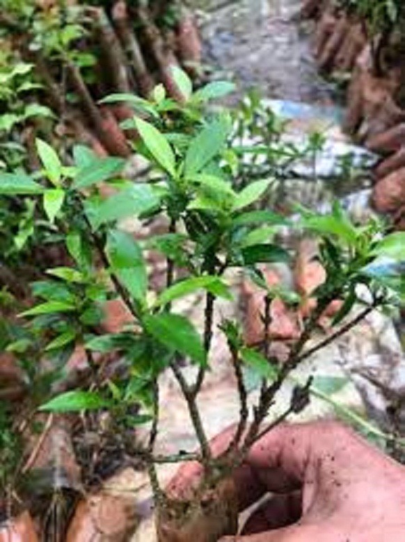 BẦU CÂY GIỐNG MAI VẠN PHÚC( CÂY MAI TIỂU THƯ)