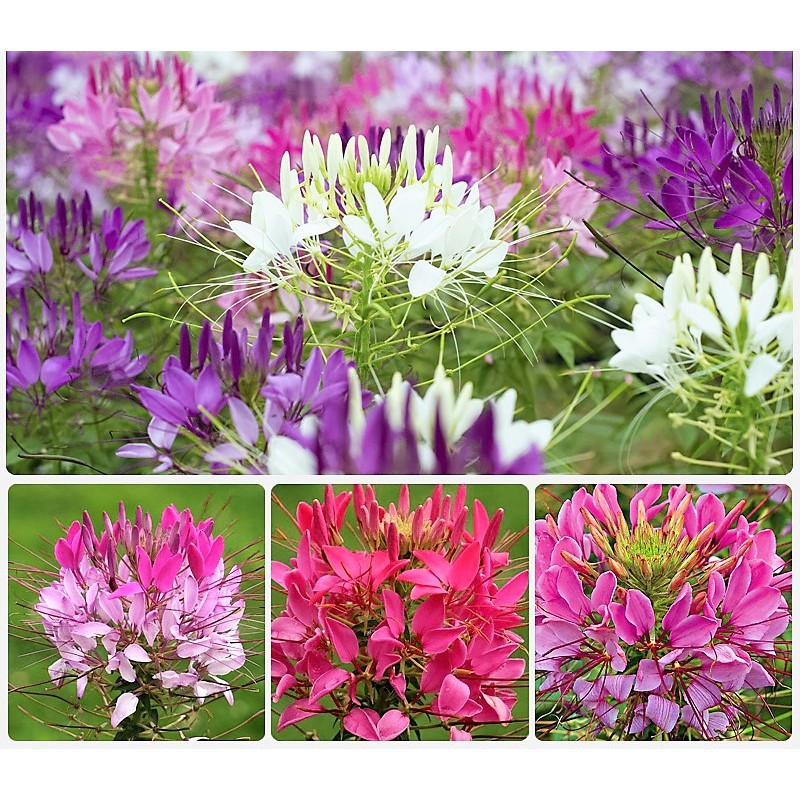 "Gói 30 Hạt " Hạt giống hoa Hồng Ri -Túy Điệp Mix -Cleome