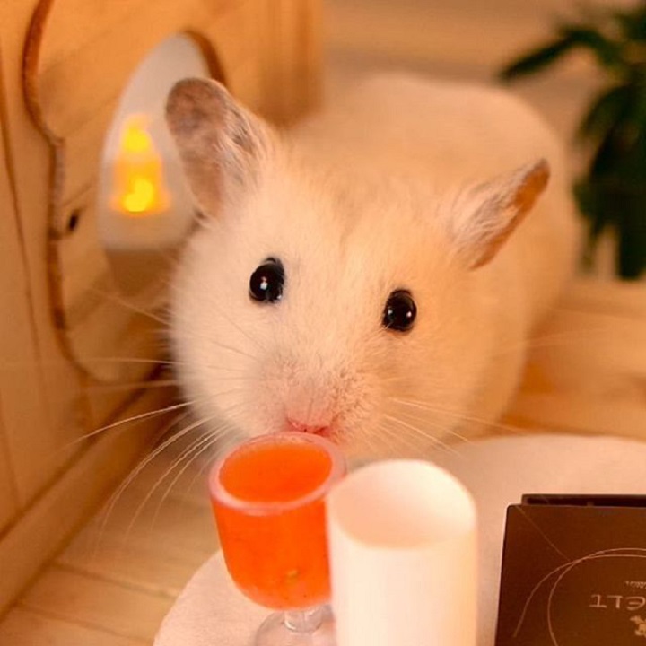 Nhà tắm hamster mika