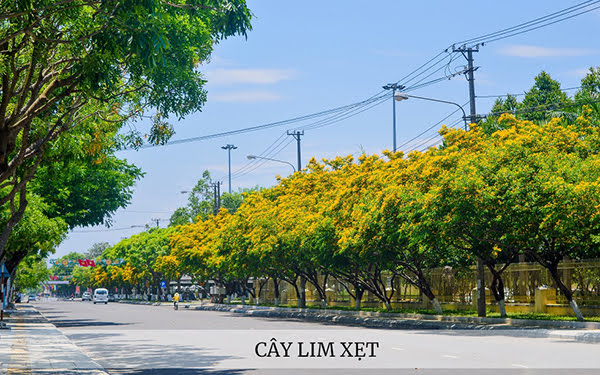Giống Cây Lim Xẹt, Cây Phượng Vàng