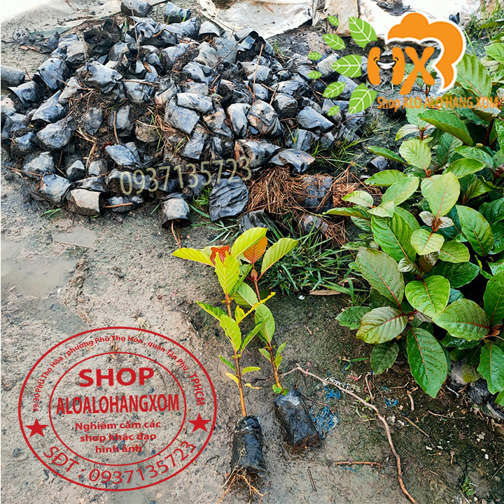 [HCM]COMBO 5 CÂY GÁO  VÀNG -CÂY GIỐNG