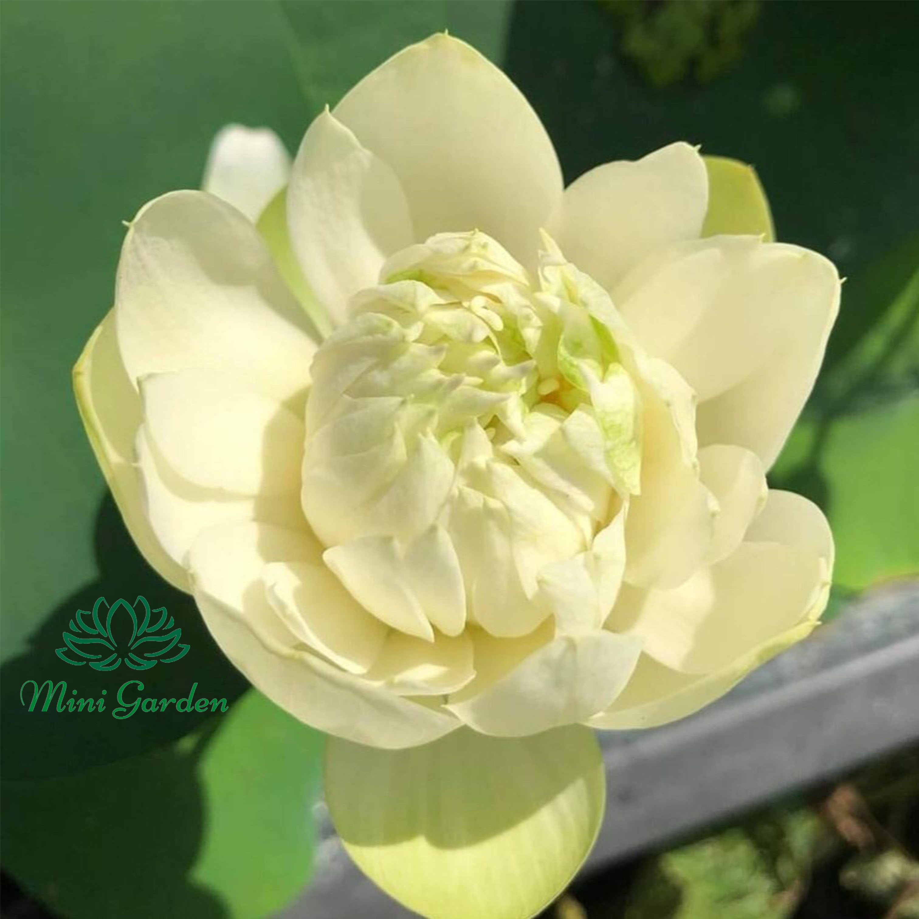 Củ giống hoa sen mini siêu đẹp- Hoa sen mini Mint Sugar