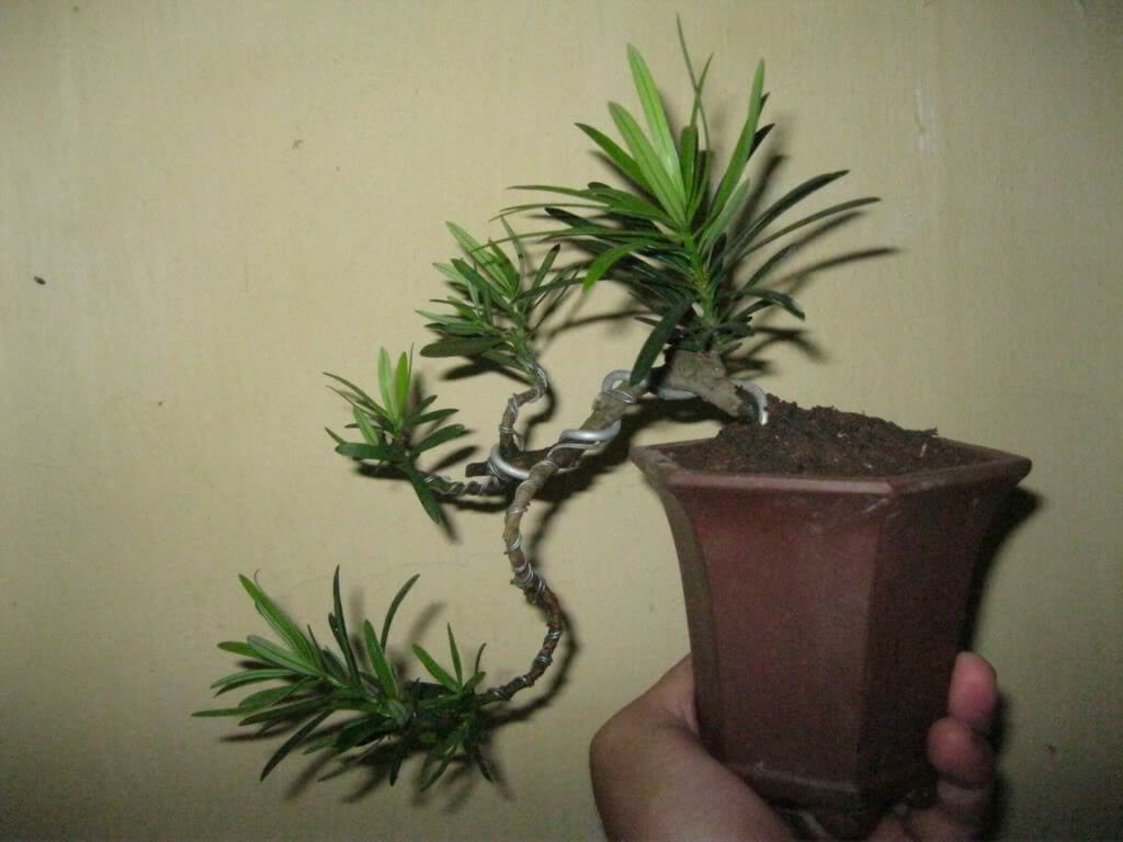 Cây Tùng la hán Bon Sai , cây cực đep, giá cực rẻ, cam kết chất lượng