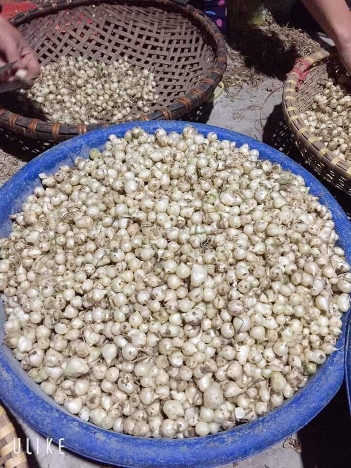 HÀNH TĂM XỨ NGHỆ (CỦ NÉN) 1KG