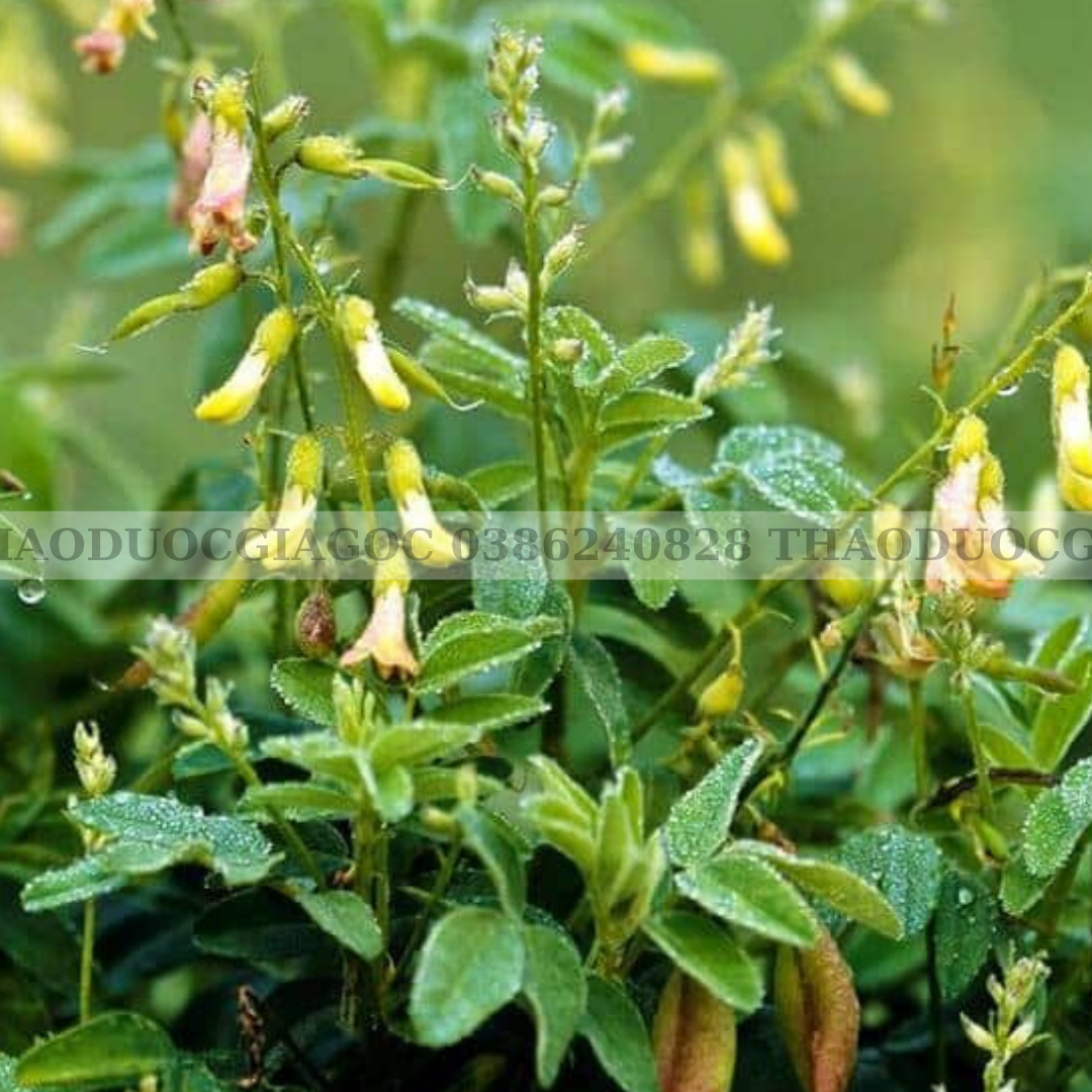 1kg HOÀNG KỲ THÁI LÁT THƠM NGON