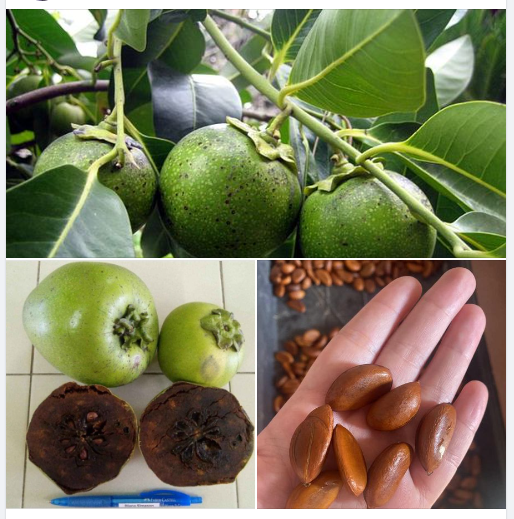 "Gói 3 Hạt " Hạt giống cây ăn trái hồng socola