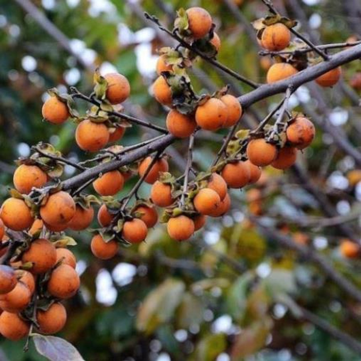 Cây hồng giòn nhật bản cây đẹp chuẩn giống