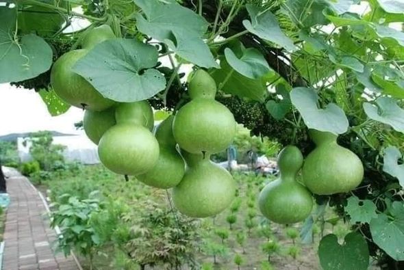 Hạt giống bầu hồ lô gói 10 hạt