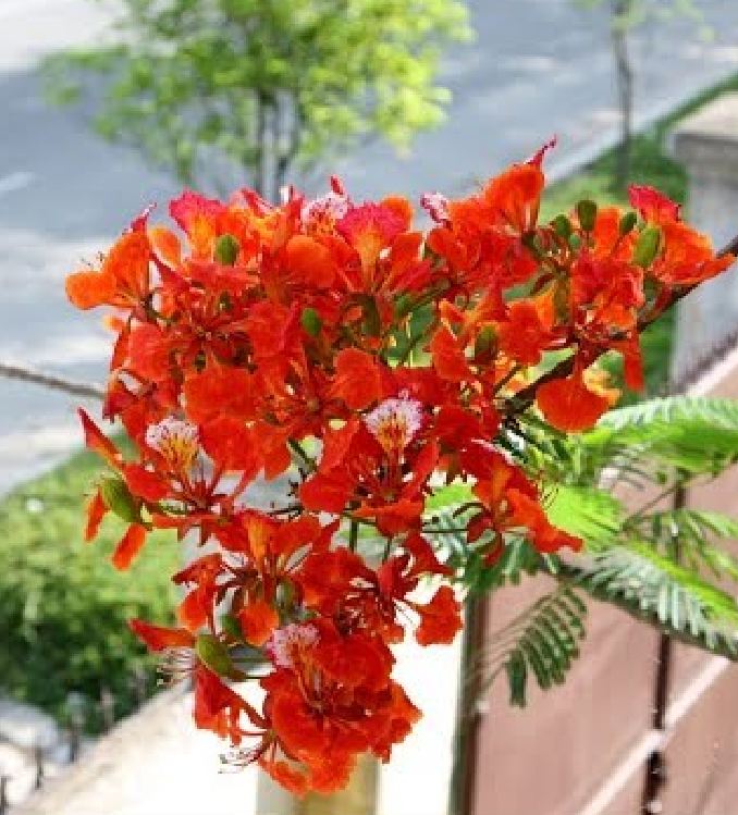 "Gói 5 "Hạt giống hoa phượng vĩ đỏ [Seeds]