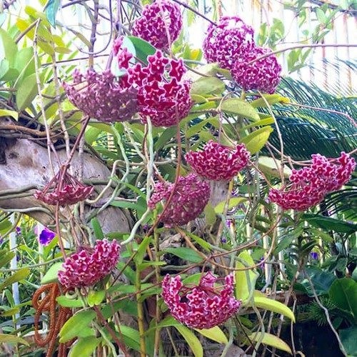 Cây hoa lan cẩm cù màu đỏ siêu hoa - 678
