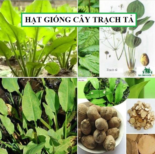 Hạt giống trạch tả - ( cây dược liệu 50 hạt)