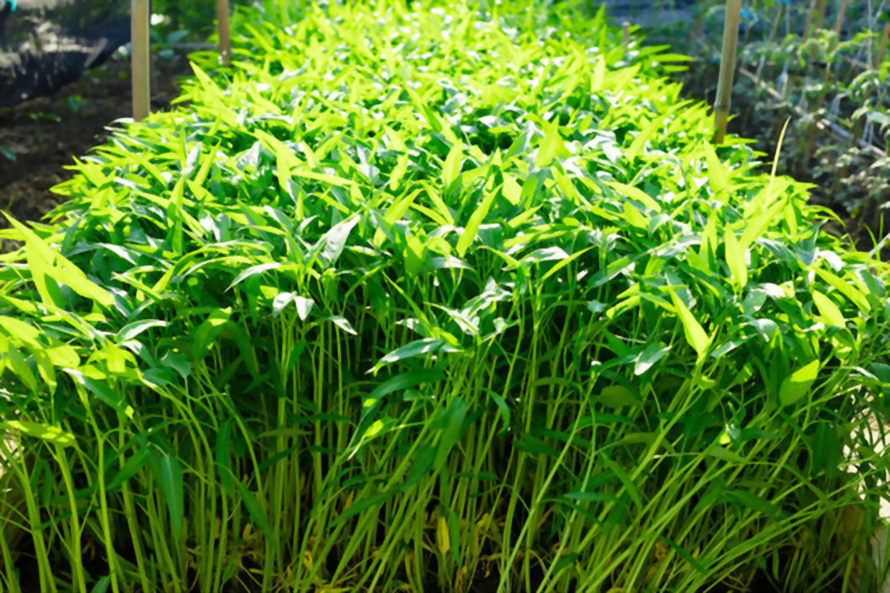 Hạt giống Rau Muống Lá Tre 50gr