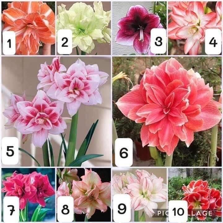 combo 10 củ lan huệ kép