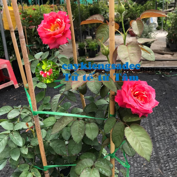 Hồng hai da+ tặng phân bón cho cây khỏe