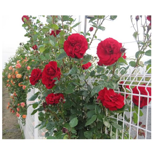 MJ8A Hạt Giống Hoa Hồng Leo Mix 20 Hạt