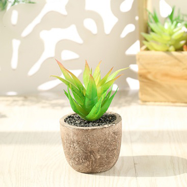 Cây giả - Chậu Sen đá Xơ dừa (cả cây và chậu)