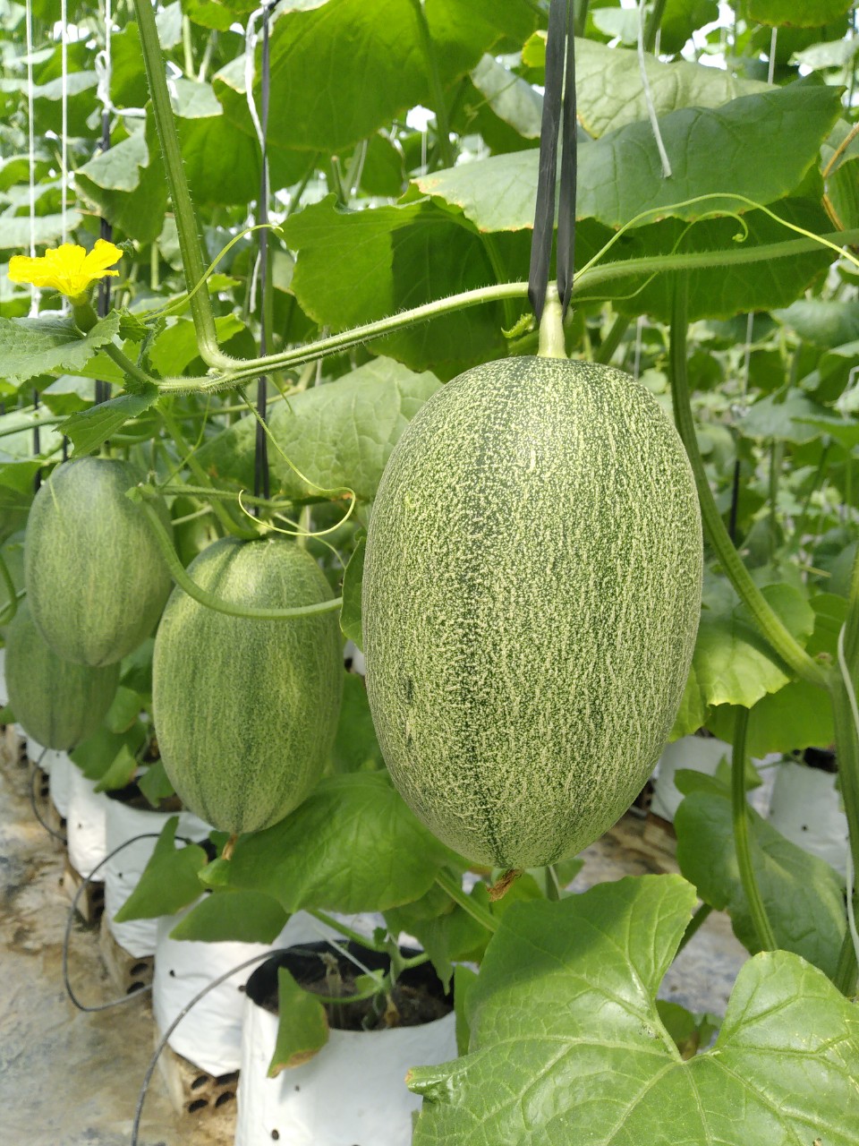 Hạt giống dưa lưới Mật KF Siêu Ngọt, Trái To_KIEUFARM_ Gói 10gram (295 - 312 hạt)