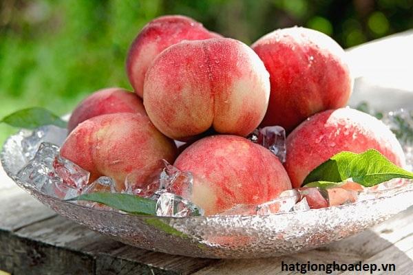 Cây Giống Đào Tiên Nhật Bản