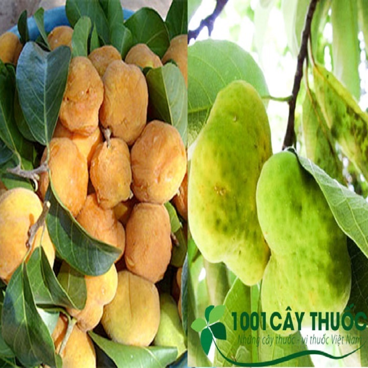 CÂY CHAY GIỐNG SIÊU QUẢ SIÊU NĂNG SUẤT- CAM KÊT GIỐNG CHUẨN F1