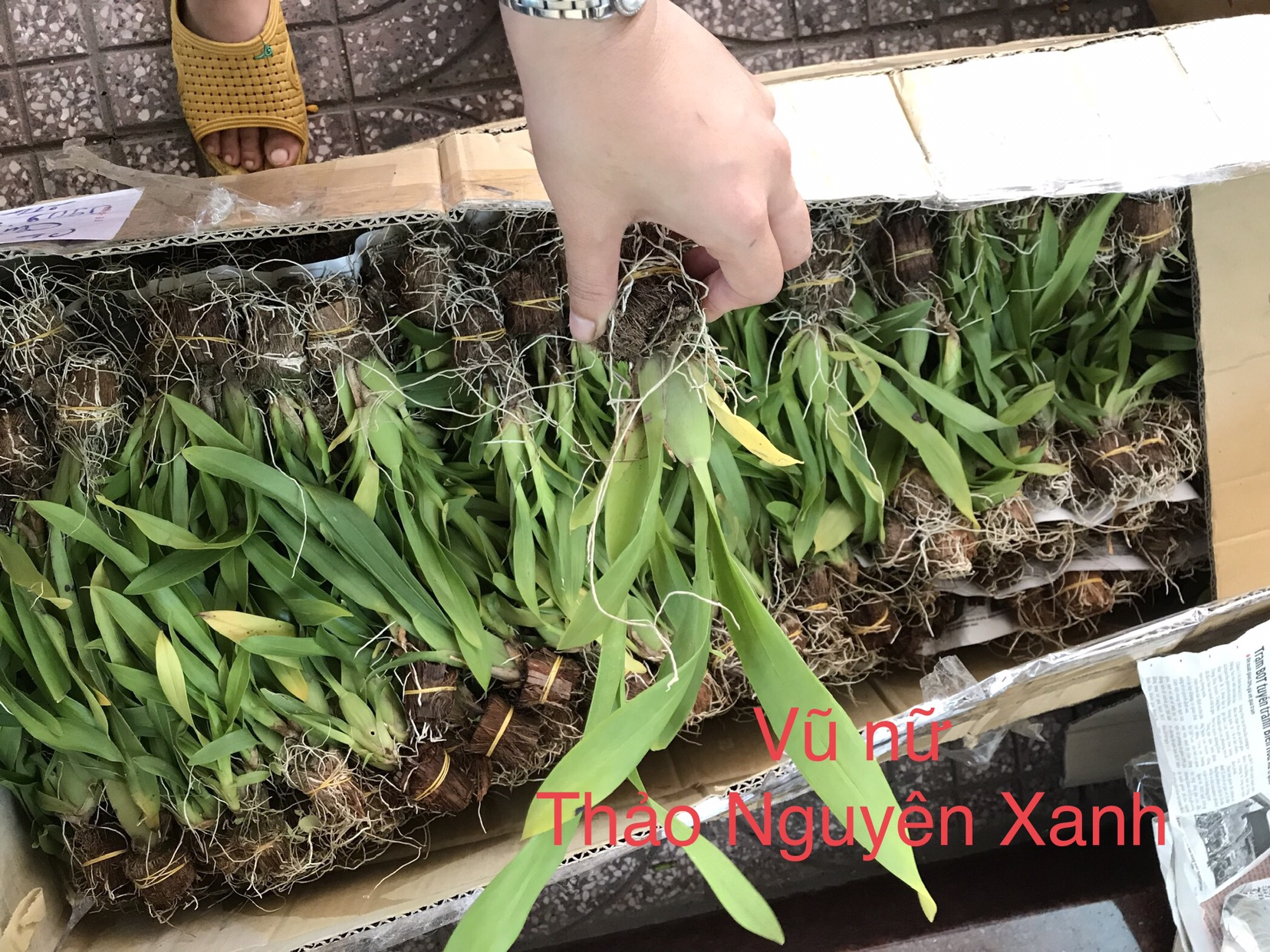 [HCM]Vũ Nữ Hoa Vàng