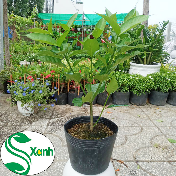 Hoa Lài Tây Hoa Trắng Thơm
