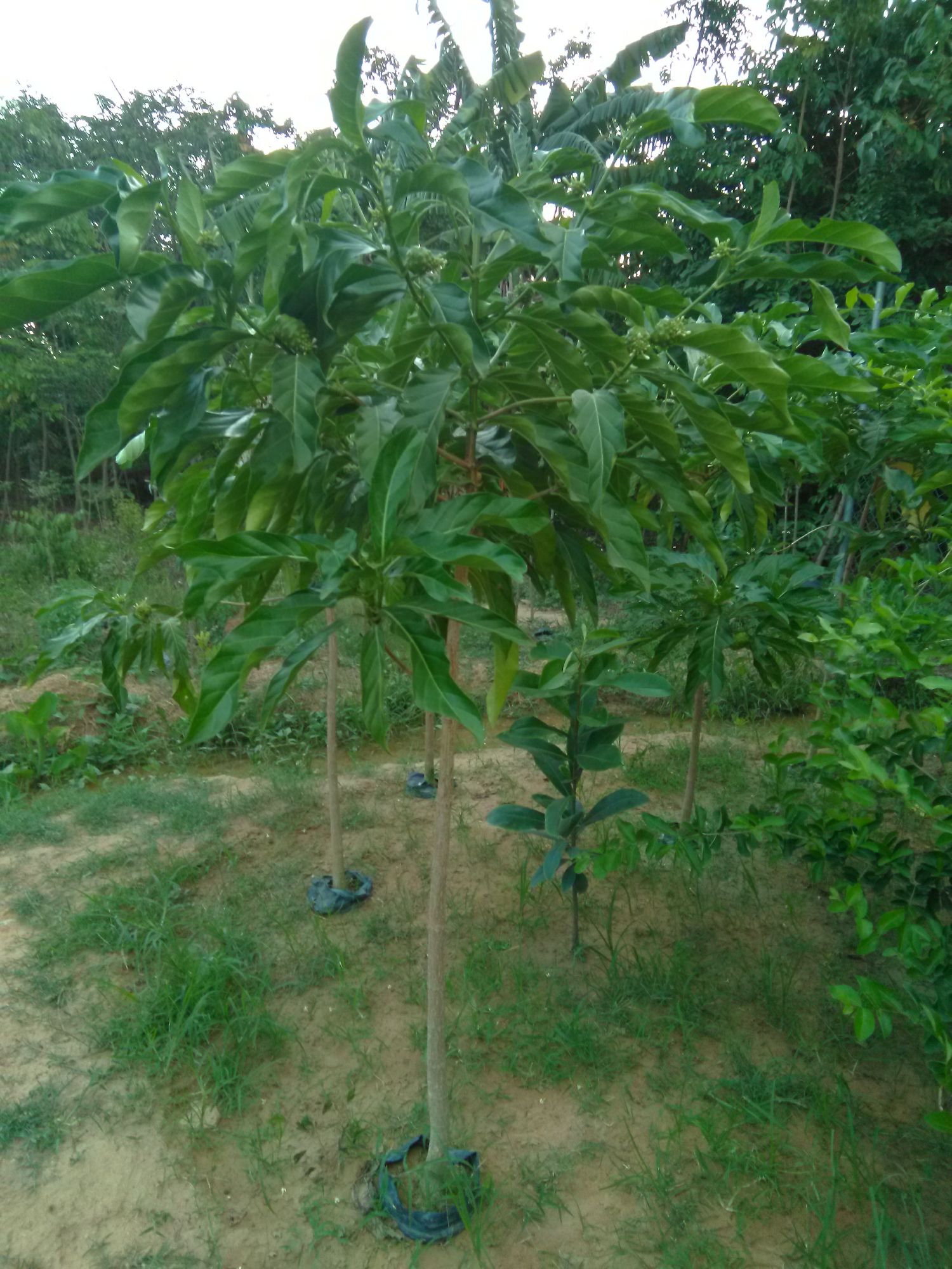 Cây nhàu lớn,  cao khoảng 1.5m