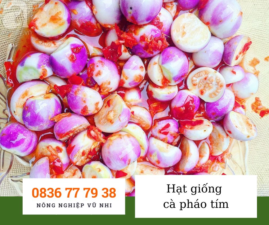 Hạt giống c&agrave; ph&aacute;o t&iacute;m