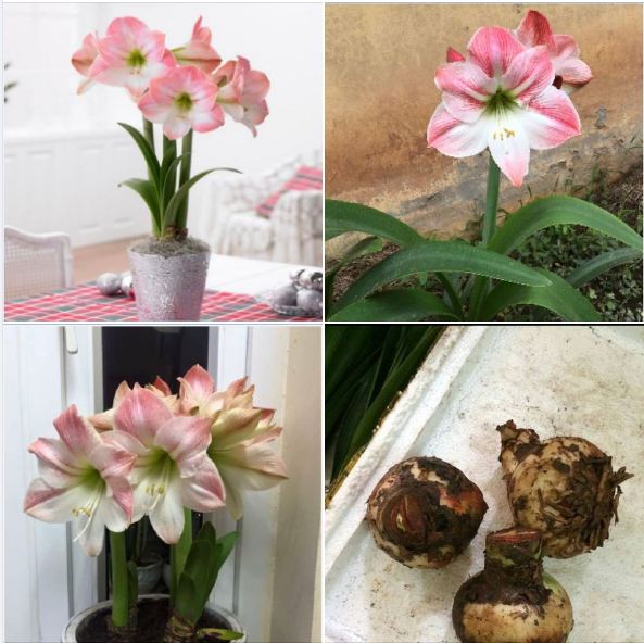 Củ giống hoa Lan Huệ hoa hồng đào