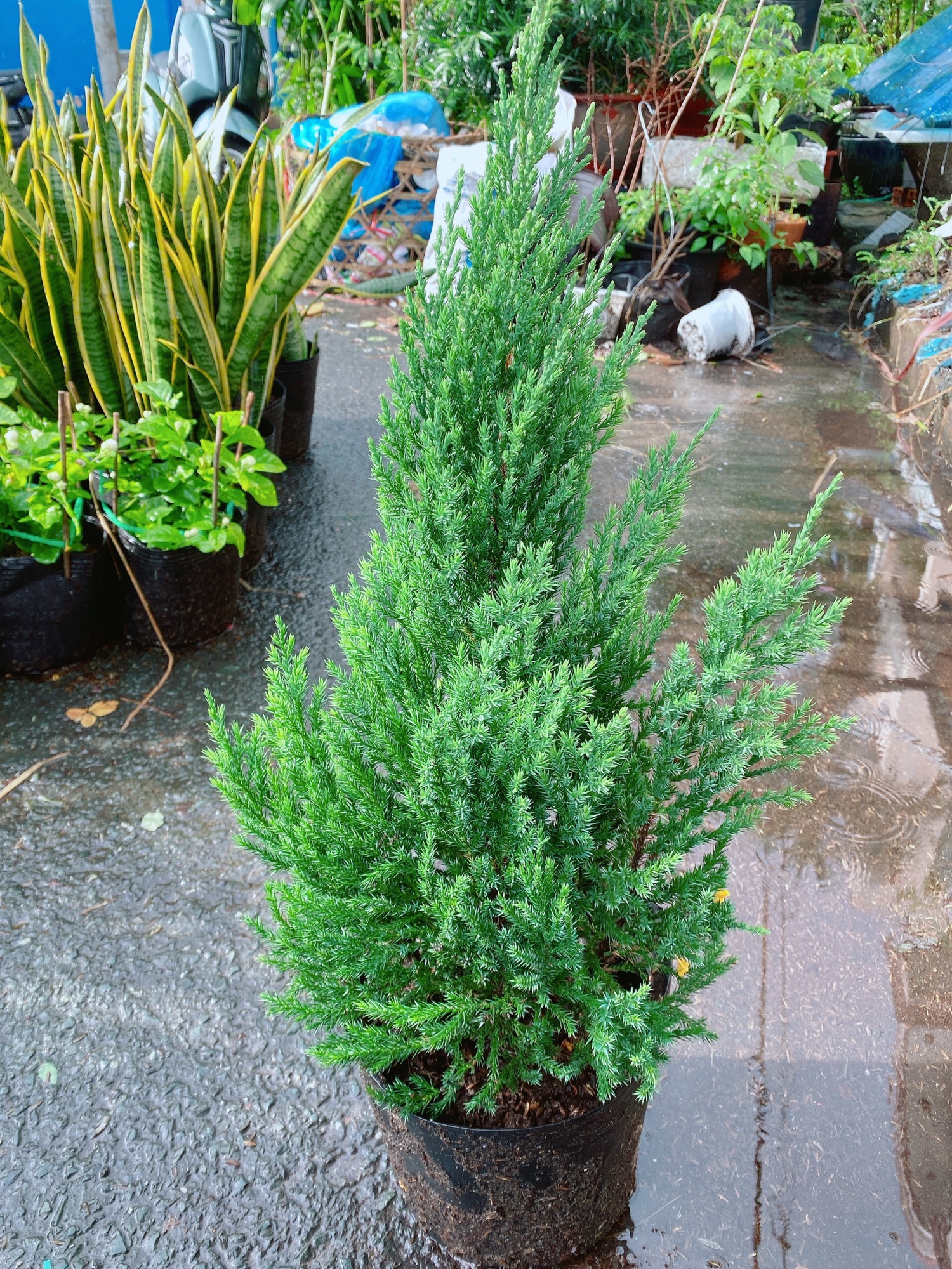 [HCM]Bụi Tùng Lớn 40-50cm (Cây Sơn Tùng)