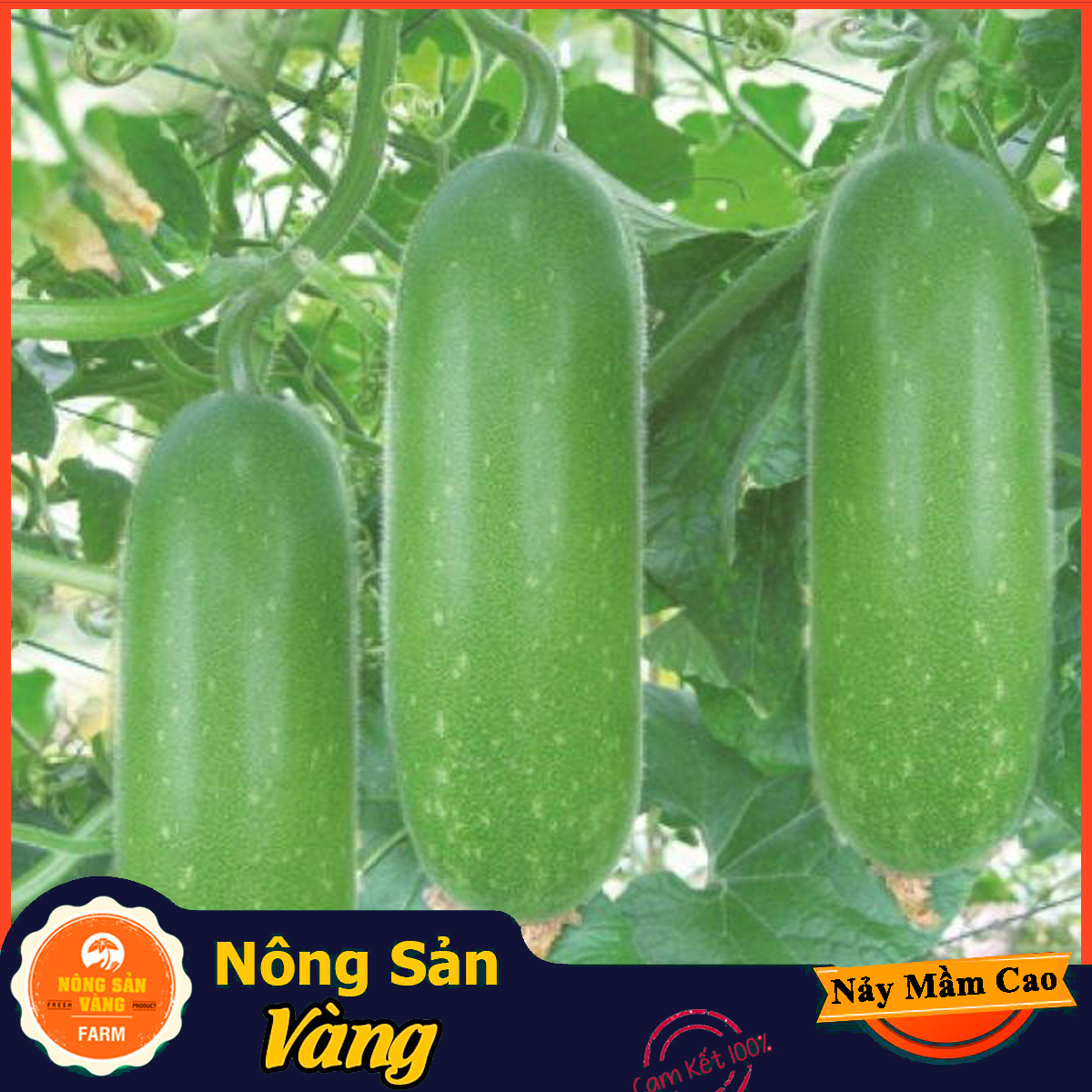 Lemon pumpkin seeds for cooking pumpkin ginseng, sprout high, easy to grow, most recommended (15 seeds pack)-shallow yellow product