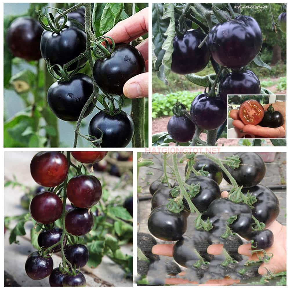 Hạt Giống Cà Chua Cherry Đen Lai F1 Sinh Trưởng Vô Hạn (Gói 0.1 gam ~ 45 hạt)