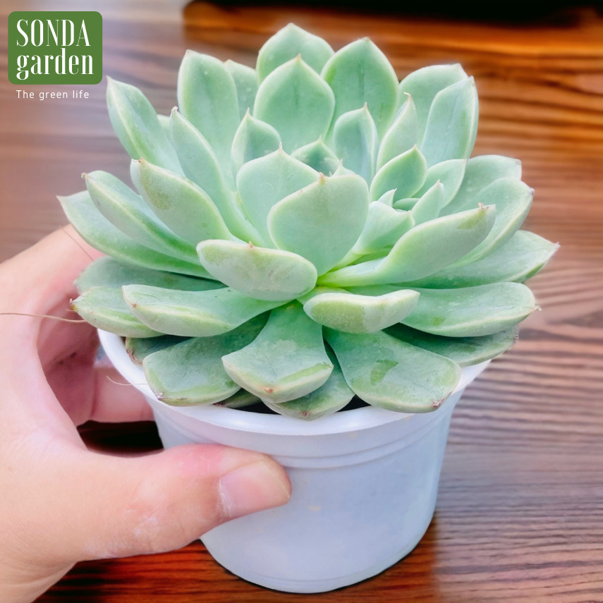 SEN ĐÁ LIÊN ĐÀI TRẮNG SIZE TRUNG BÌNH LỖI 1 ĐỔI 1