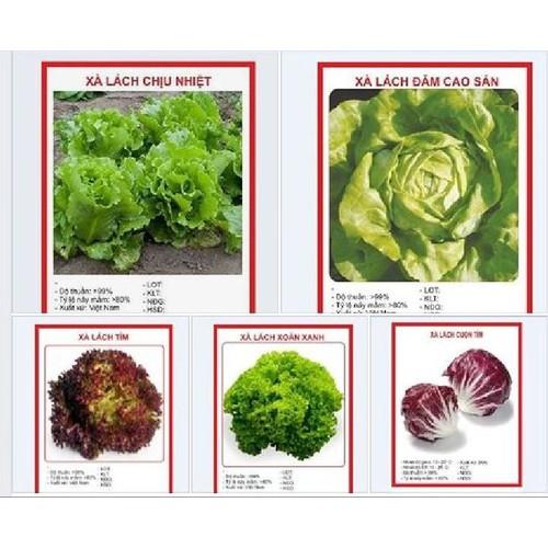COMBO 5 gói hạt giống rau xà lách - tặng  phân bón