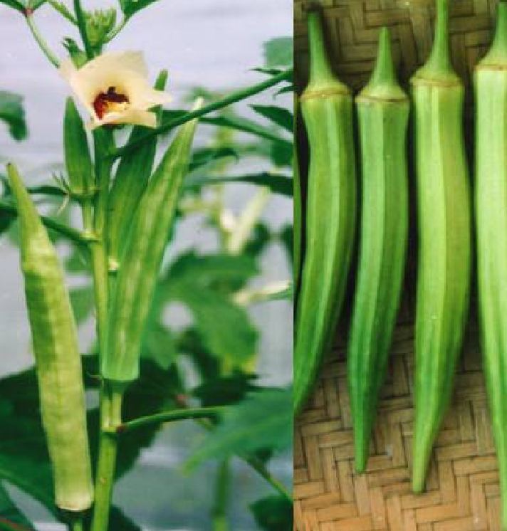 Combo 2 gói hạt giống đậu bắp ( 1 gói đậu bắp xanh + 1 gói đậu bắp đỏ )