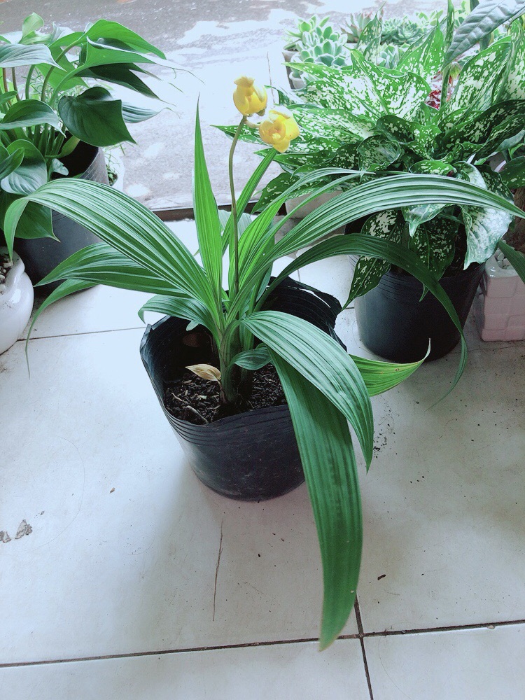 Lan Đất Nở Hoa Vàng