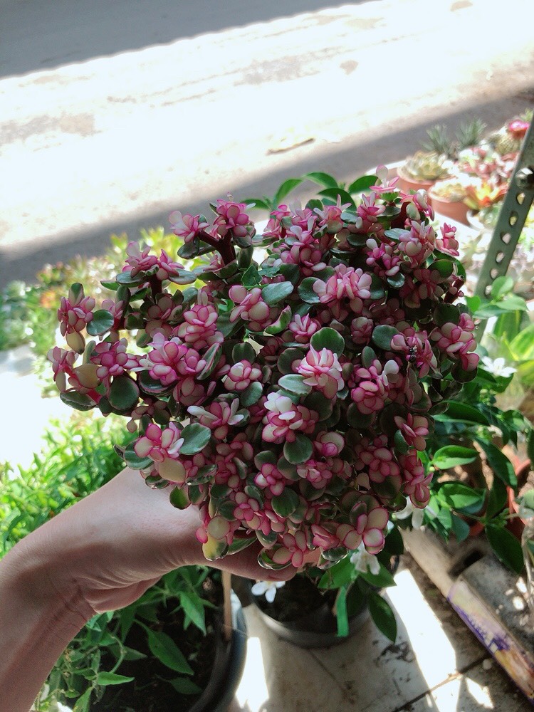 Sen Đá Đo La Hồng Giống Mới