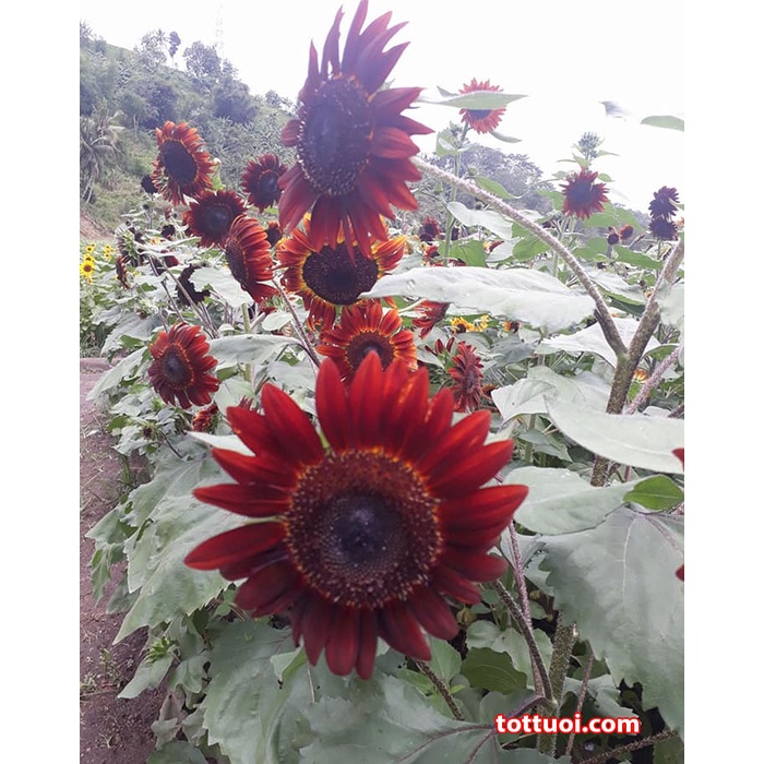 Hạt giống hoa hướng dương đỏ