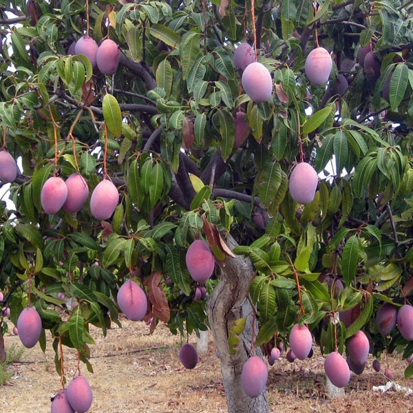 cây giống xoài tím