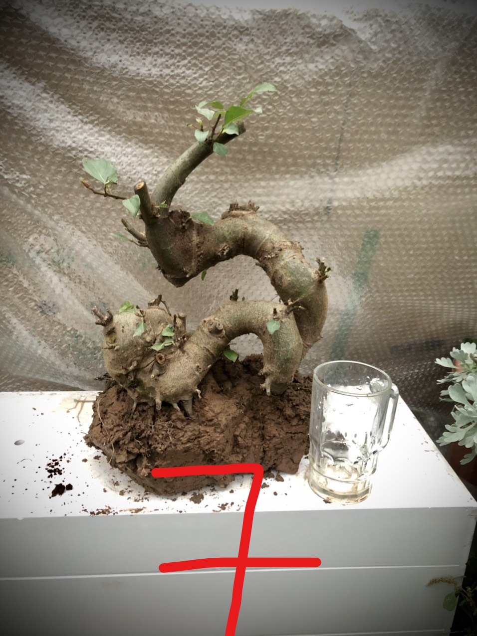 Cây sung bonsai phôi ảnh thật đánh số 1-21