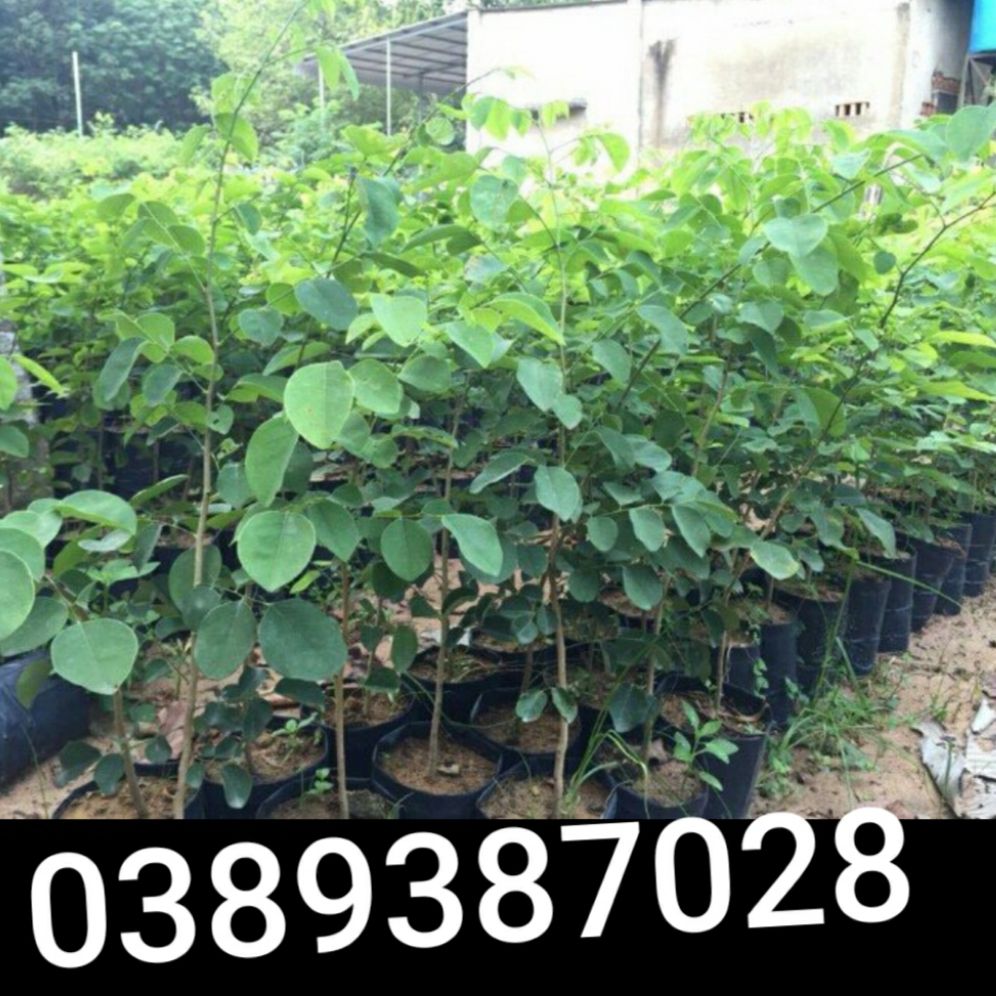 cây trắc đen,2 cây