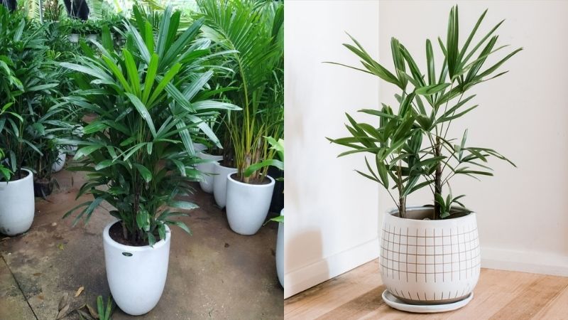 1 bụi trúc mây cây to đẹp