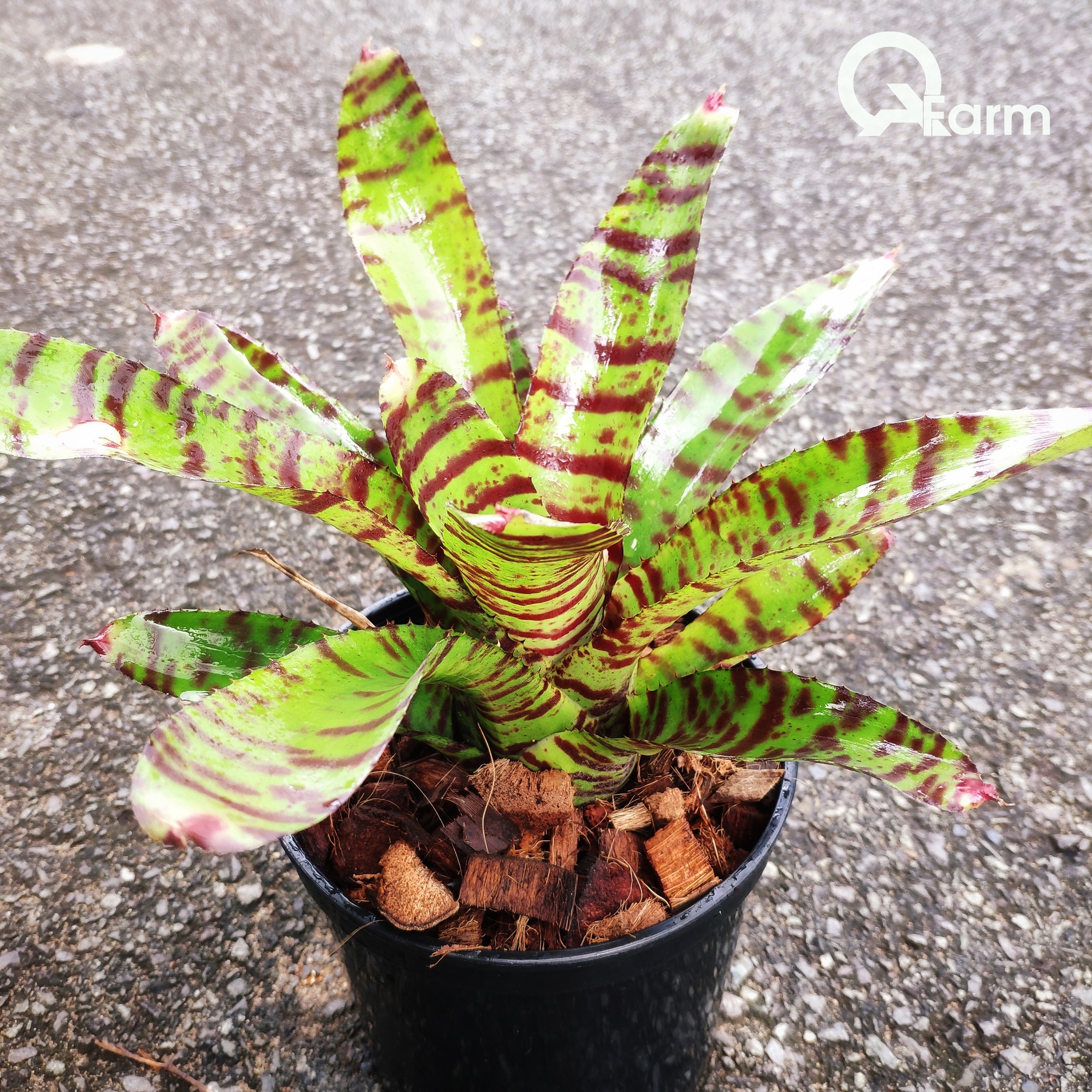 Dứa màu Nam Mỹ Neoregelia High Voltage